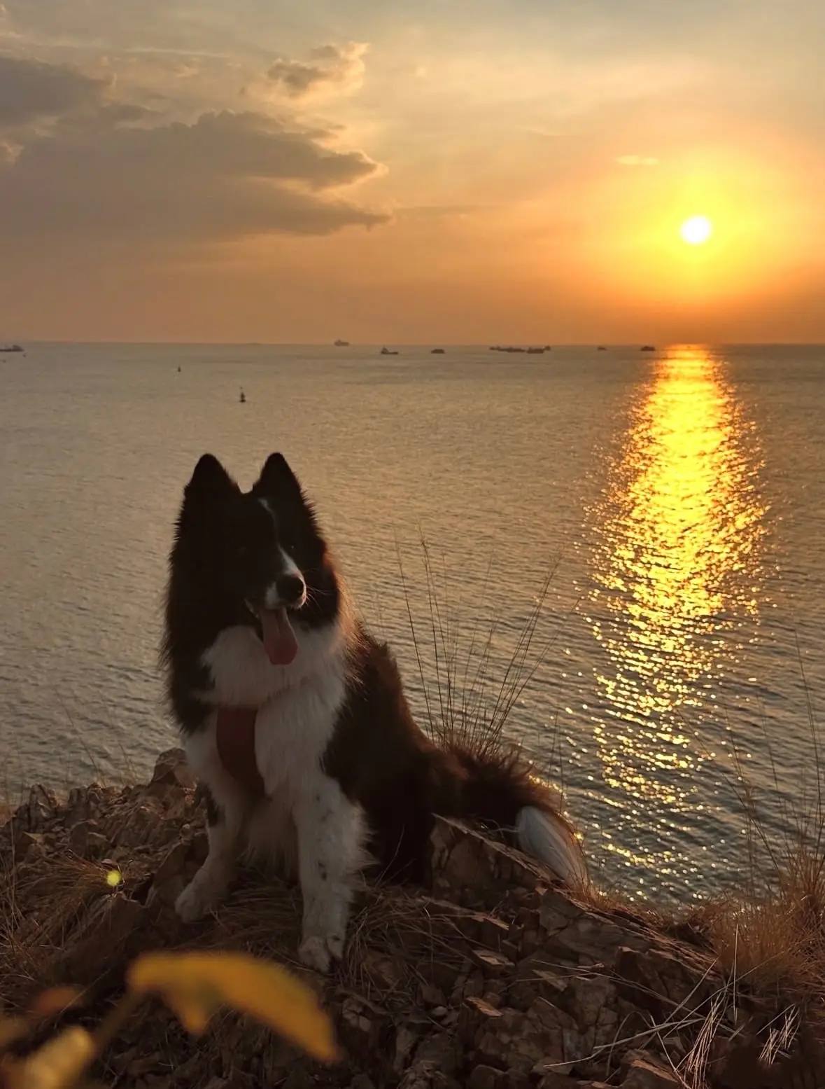 จุดชมวิว เขาแหลมฉบัง pets image 1