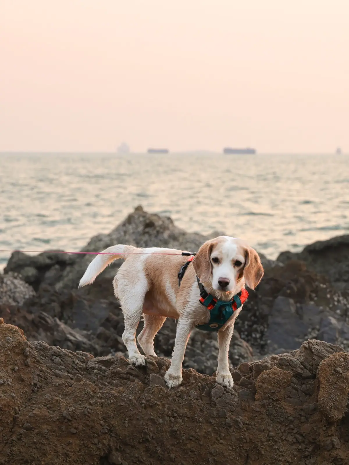 จุดชมวิว เขาแหลมฉบัง pets image 13
