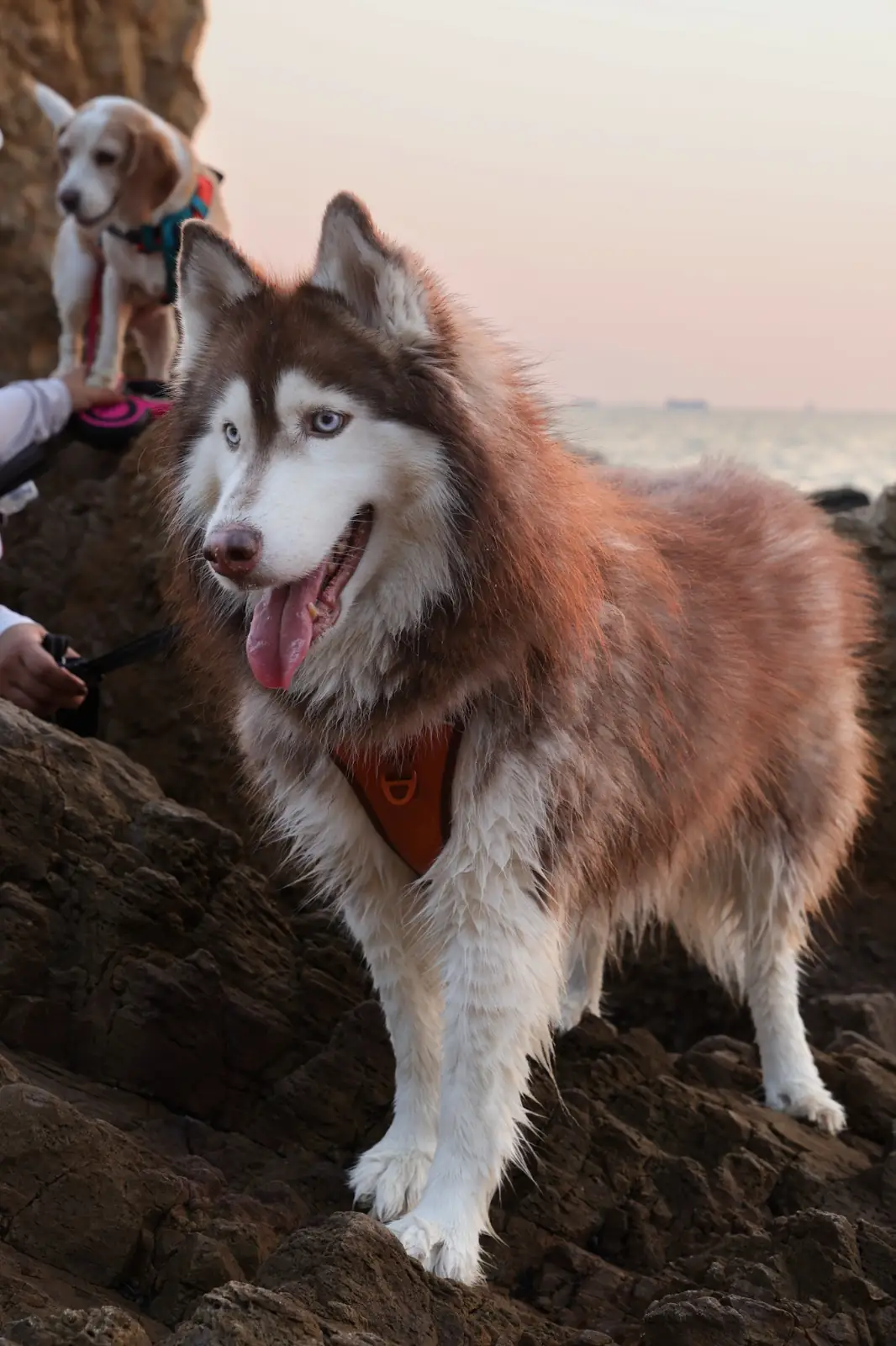จุดชมวิว เขาแหลมฉบัง pets image 14
