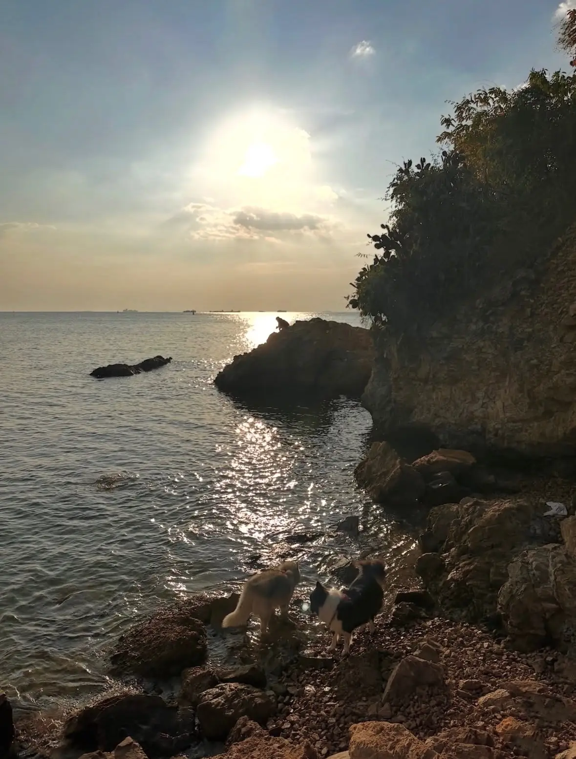 จุดชมวิว เขาแหลมฉบัง pets image 5