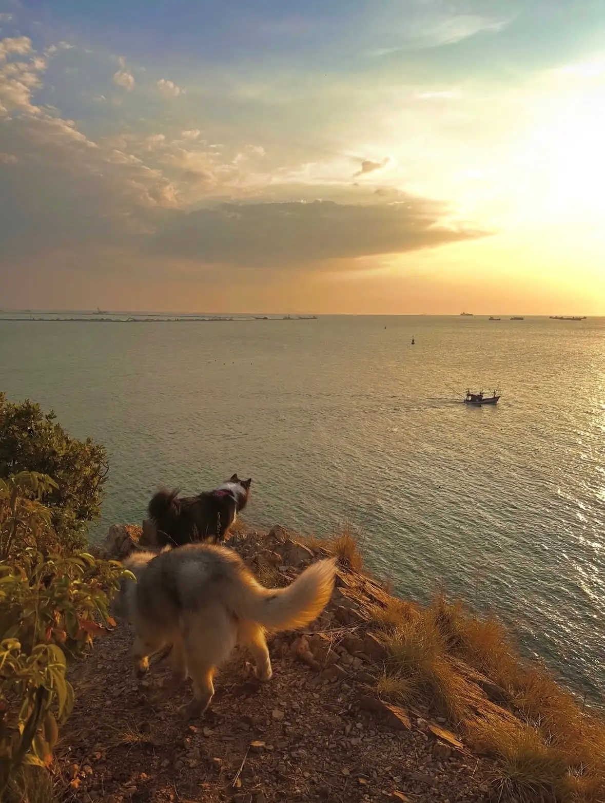 จุดชมวิว เขาแหลมฉบัง pets image 2