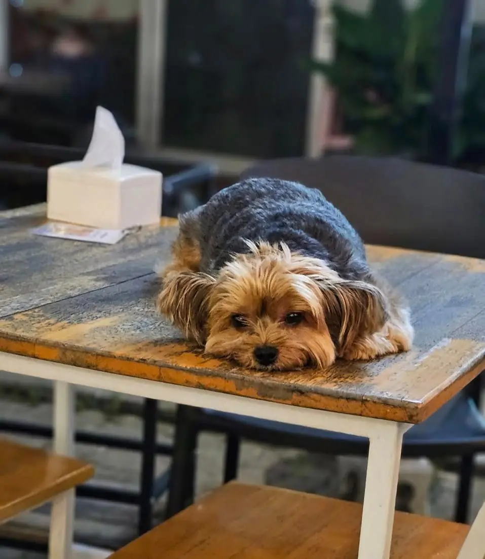 Tobita Shinchi โชคชัย 4 pets image 1