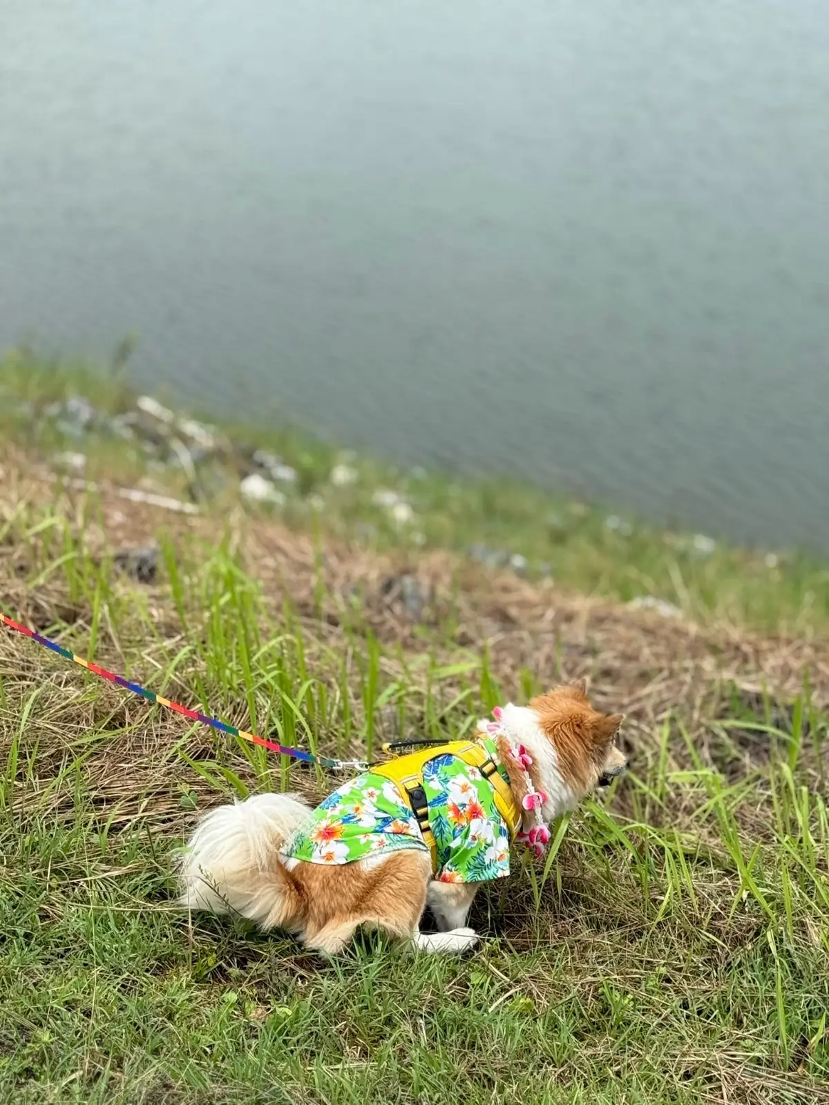 อ่างเก็บน้ำห้วยปรือ - นครนายก pets image 2