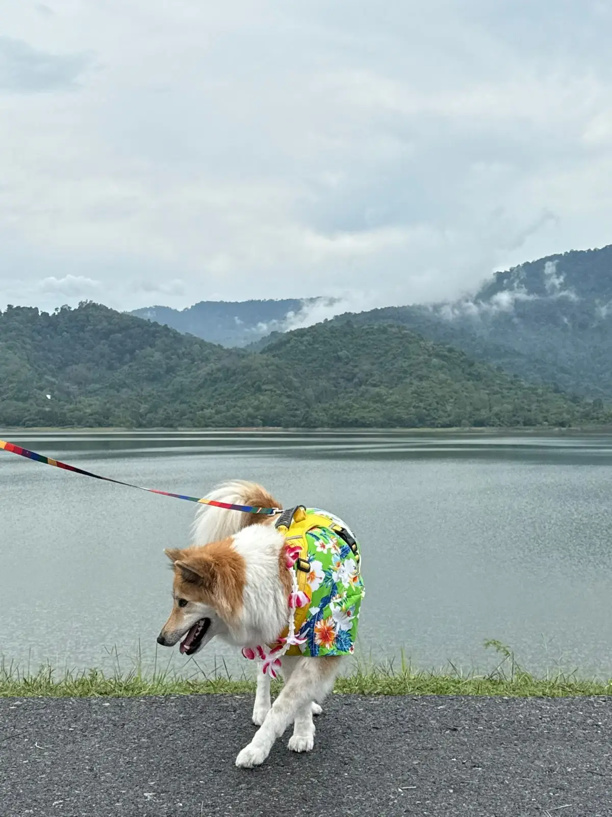 อ่างเก็บน้ำห้วยปรือ - นครนายก pets image 7