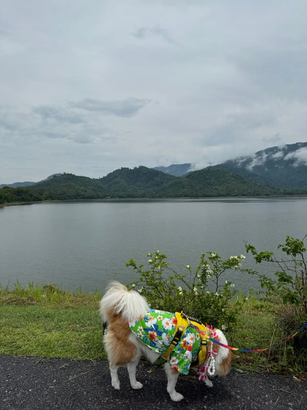 อ่างเก็บน้ำห้วยปรือ - นครนายก pets image 6