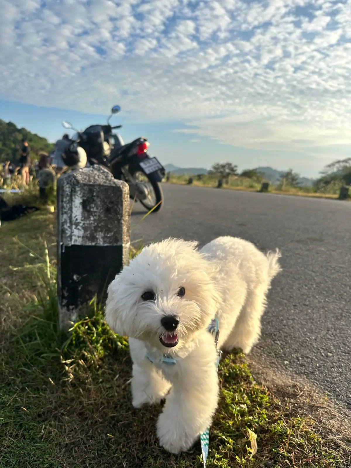 อ่างเก็บน้ำห้วยปรือ - นครนายก pets image 9