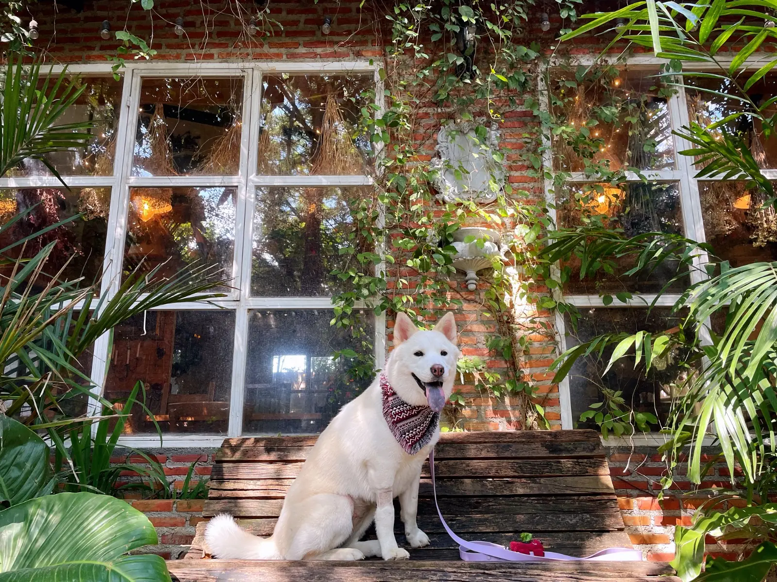 RAVI RIVA CAFE pets image 3