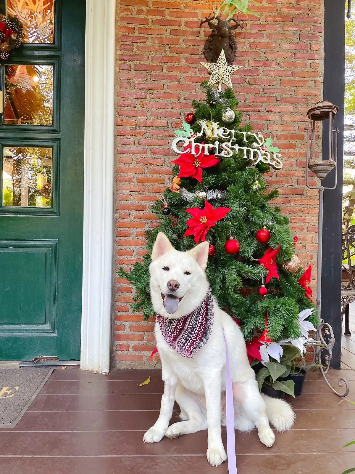 RAVI RIVA CAFE pets image 1