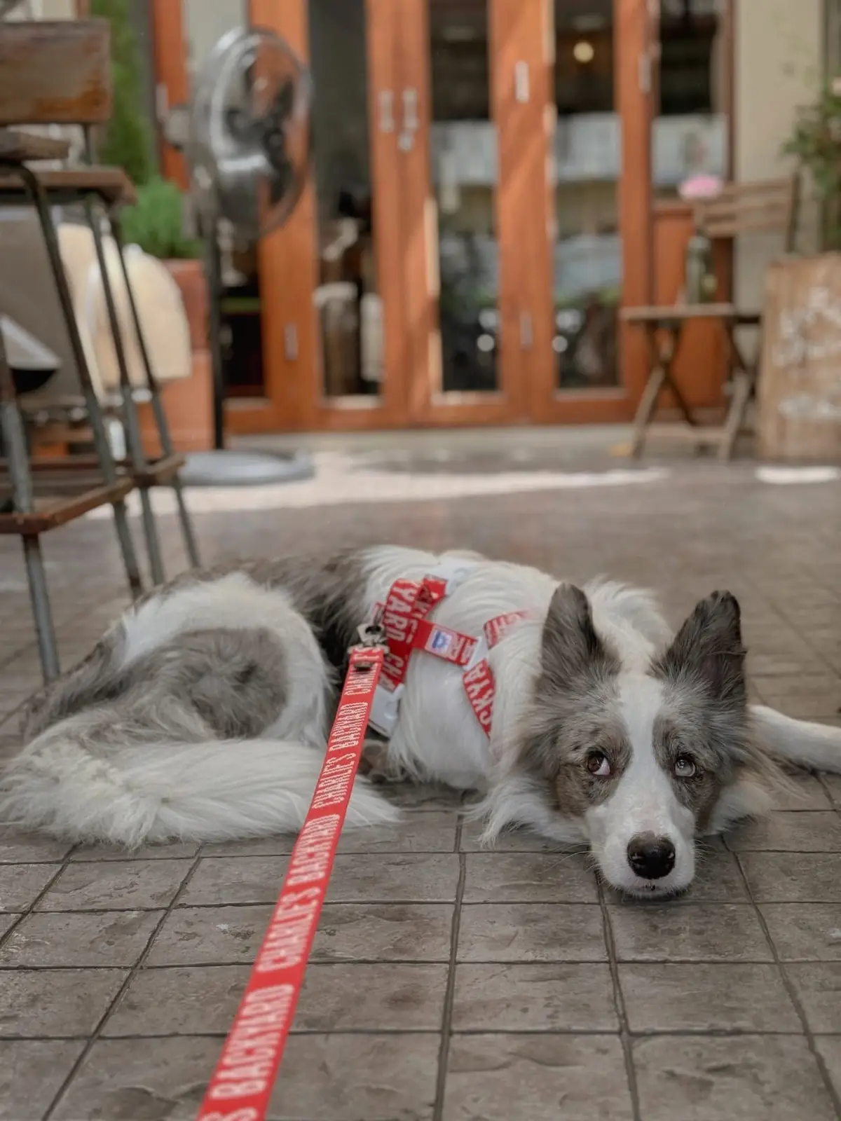 Brunch ban ban บรั้นซ์บ้านบ้าน pets image 3