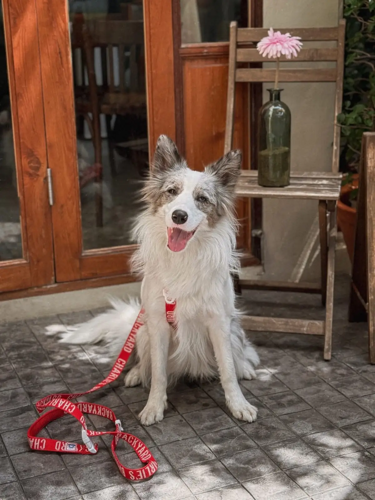 Brunch ban ban บรั้นซ์บ้านบ้าน pets image 2