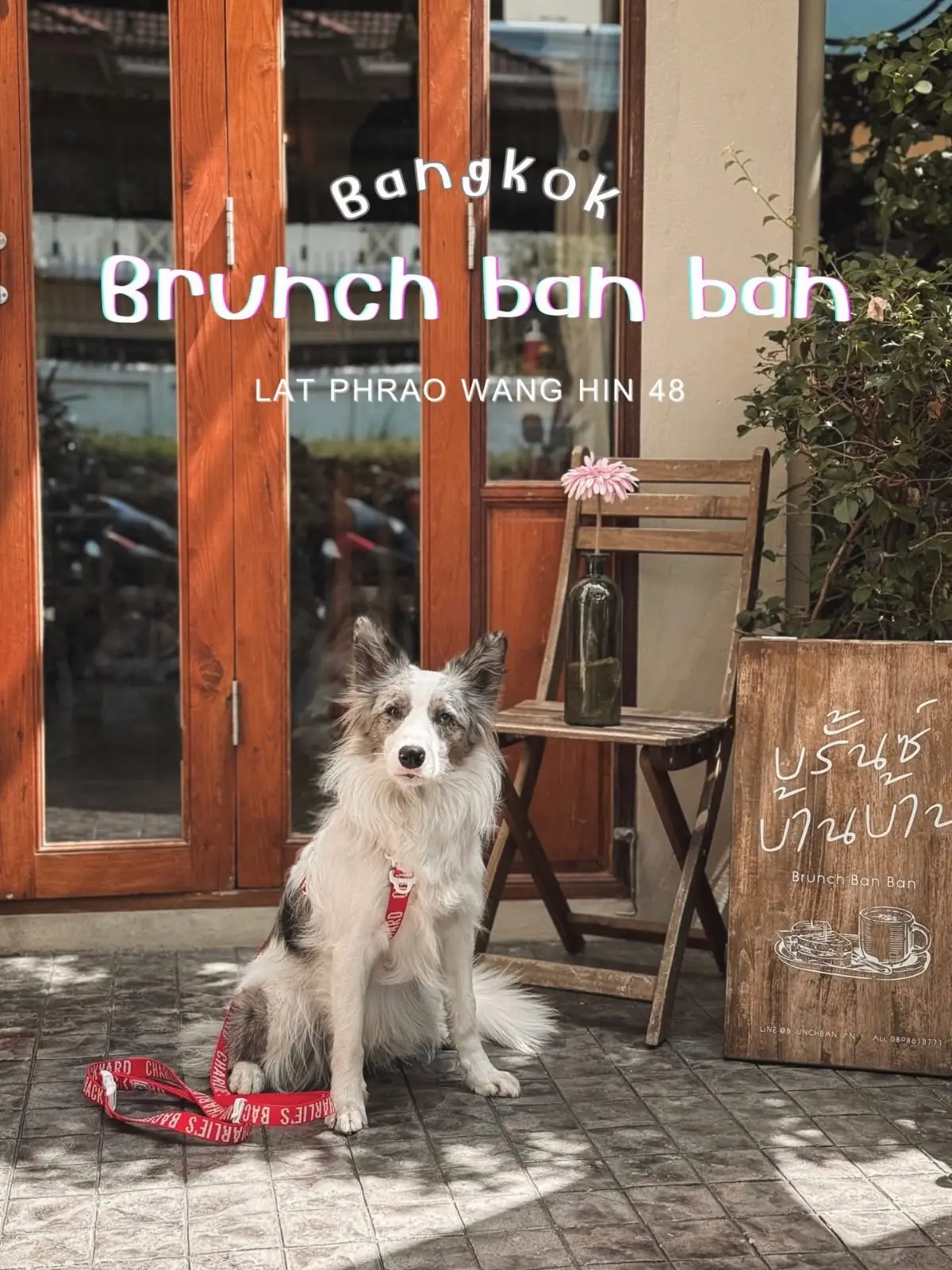 Brunch ban ban บรั้นซ์บ้านบ้าน pets image 1