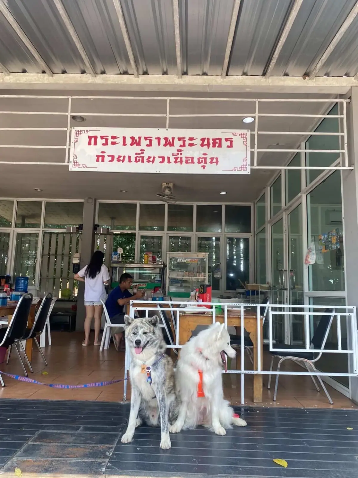 กระเพราพระนคร pets image 2
