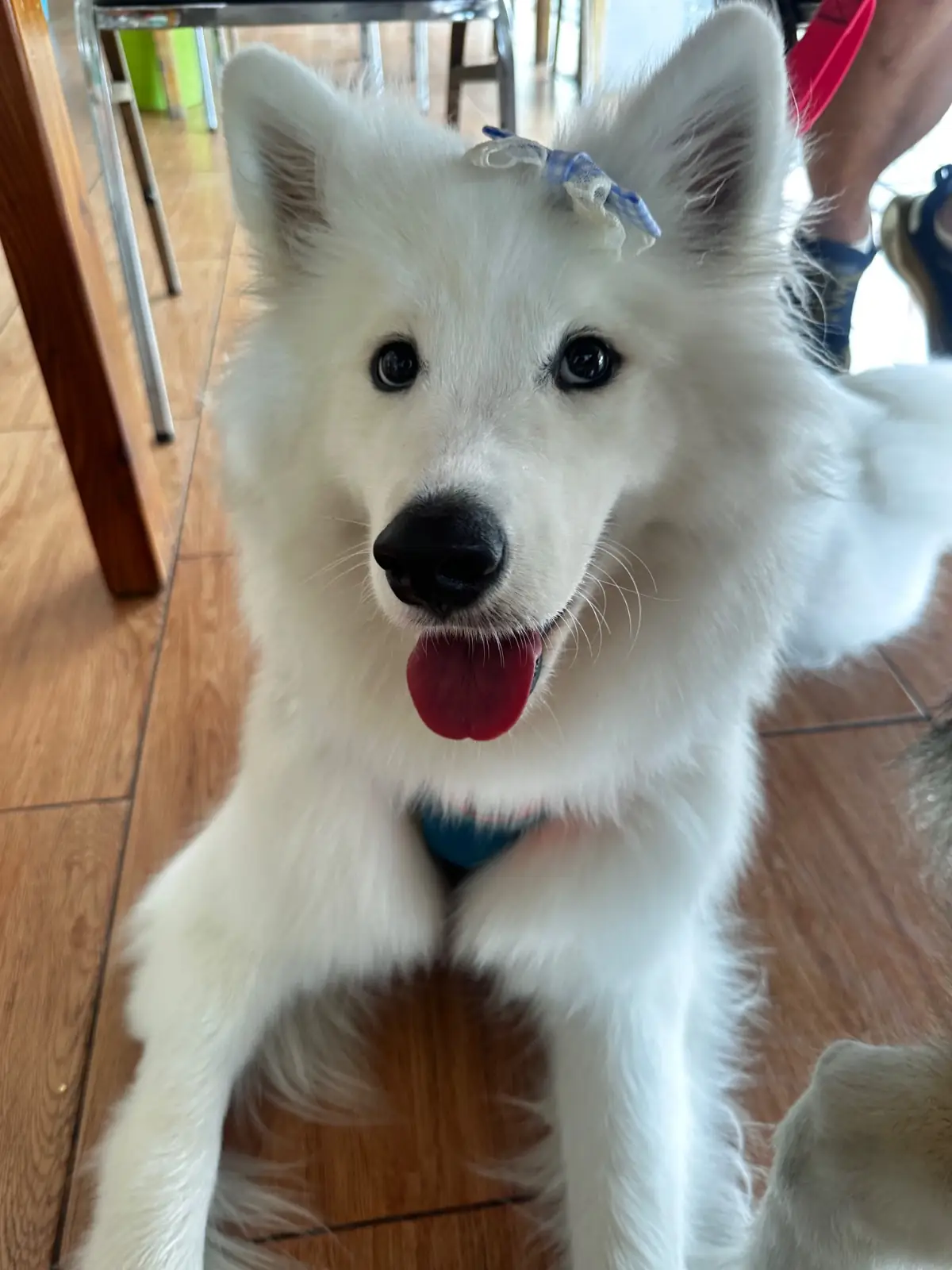 กระเพราพระนคร pets image 4