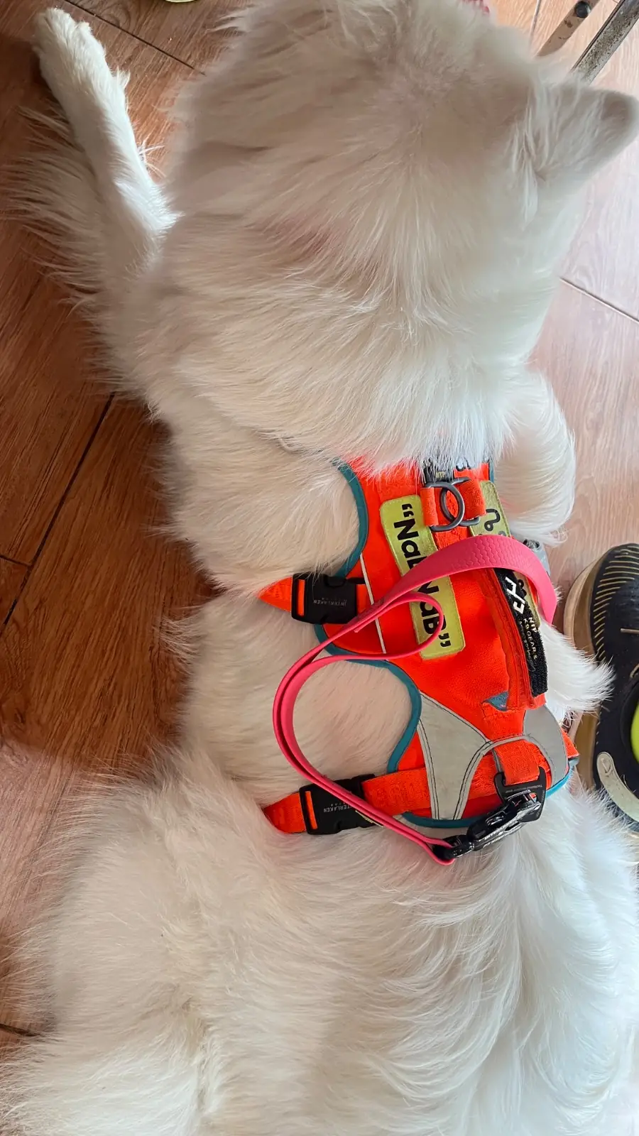 กระเพราพระนคร pets image 1