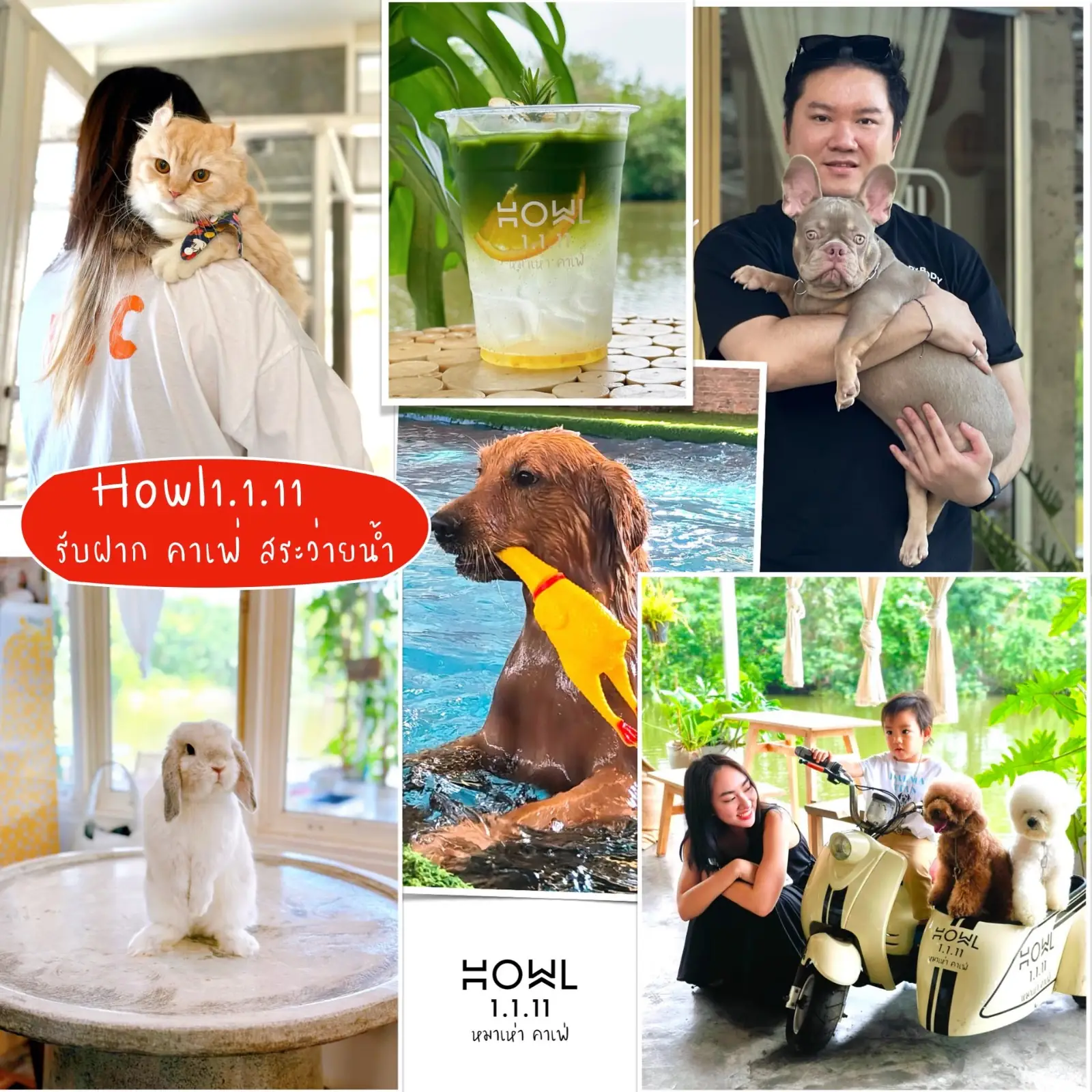 ฮาวว์ หมาเห่าคาเฟ่ pets image 3