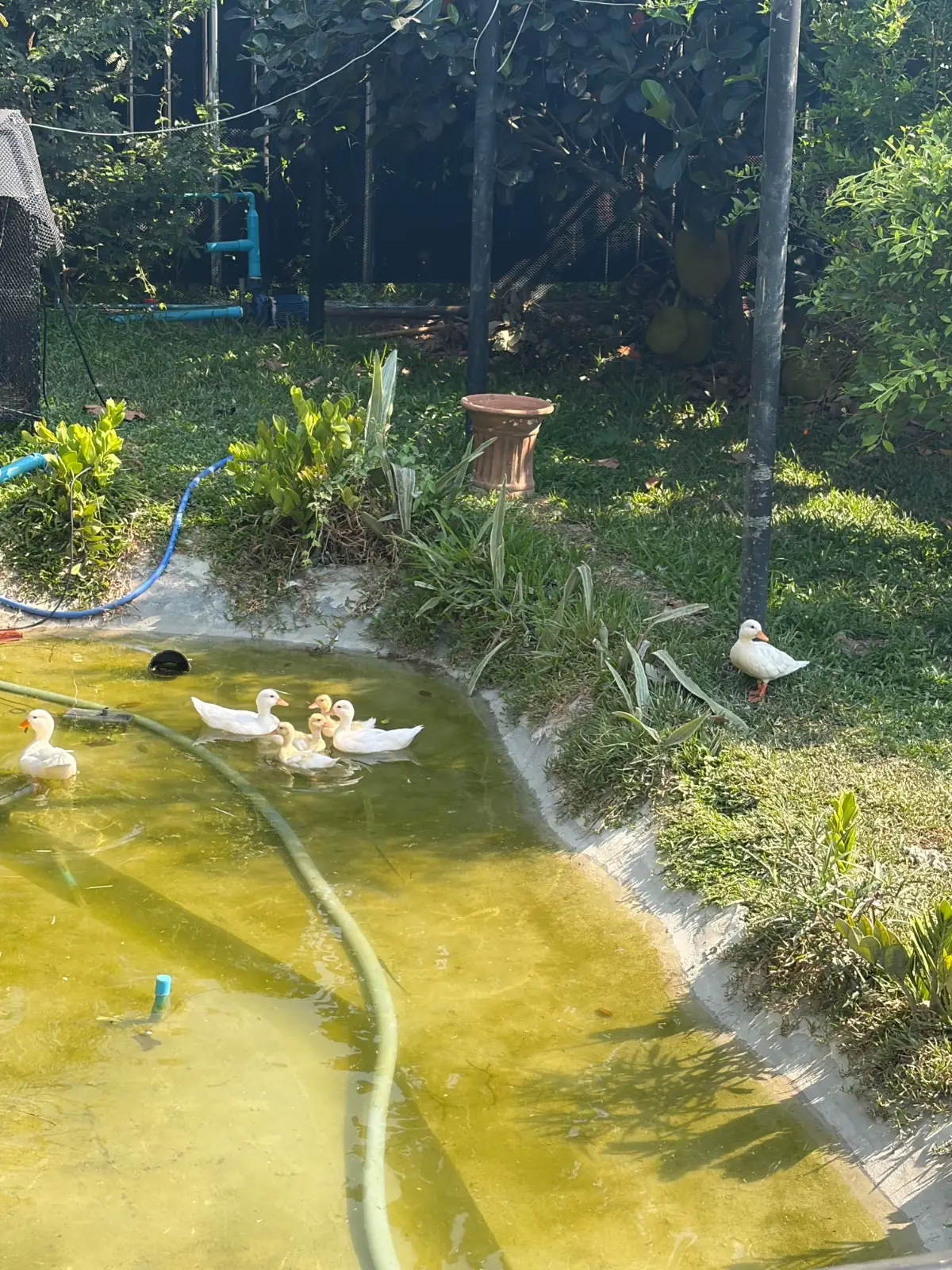 HOM HUG HOUSE CAFE pets image 1