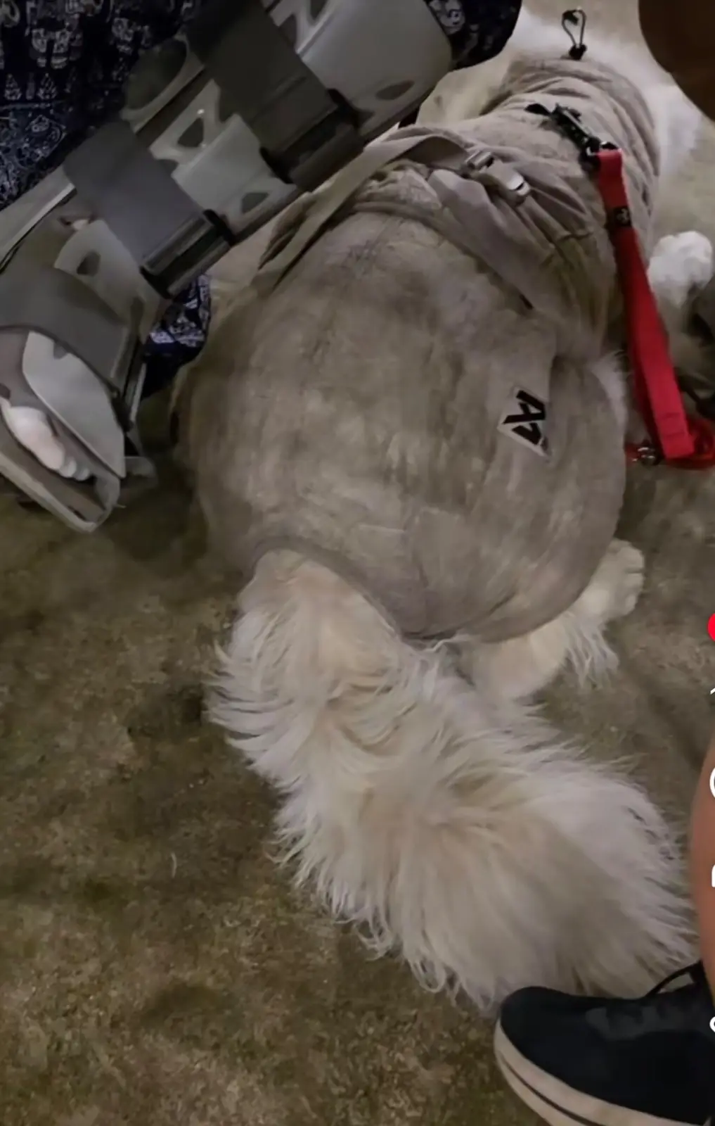 เจ้าพระยาหมูกระทะริมน้ำปทุมสายใน pets image 1