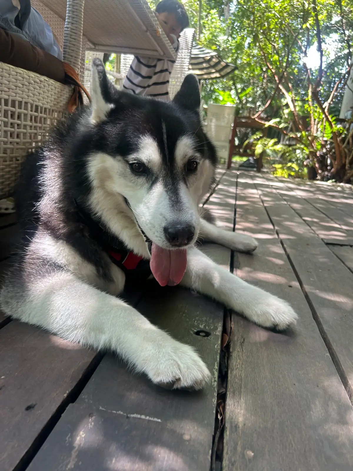 Chanchala pets image 1