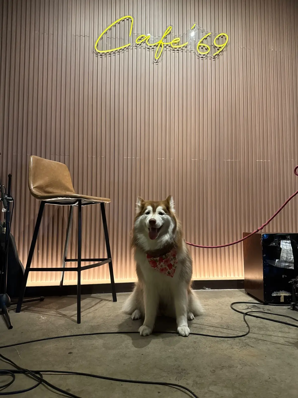 Cafe' 69 Car Care pets image 1