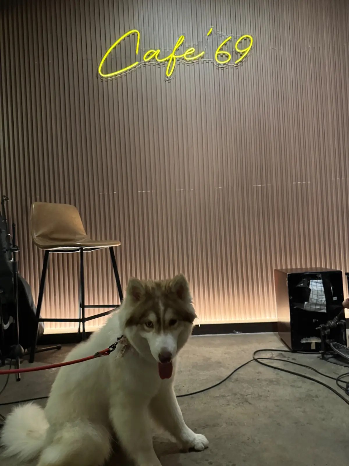 Cafe' 69 Car Care pets image 2