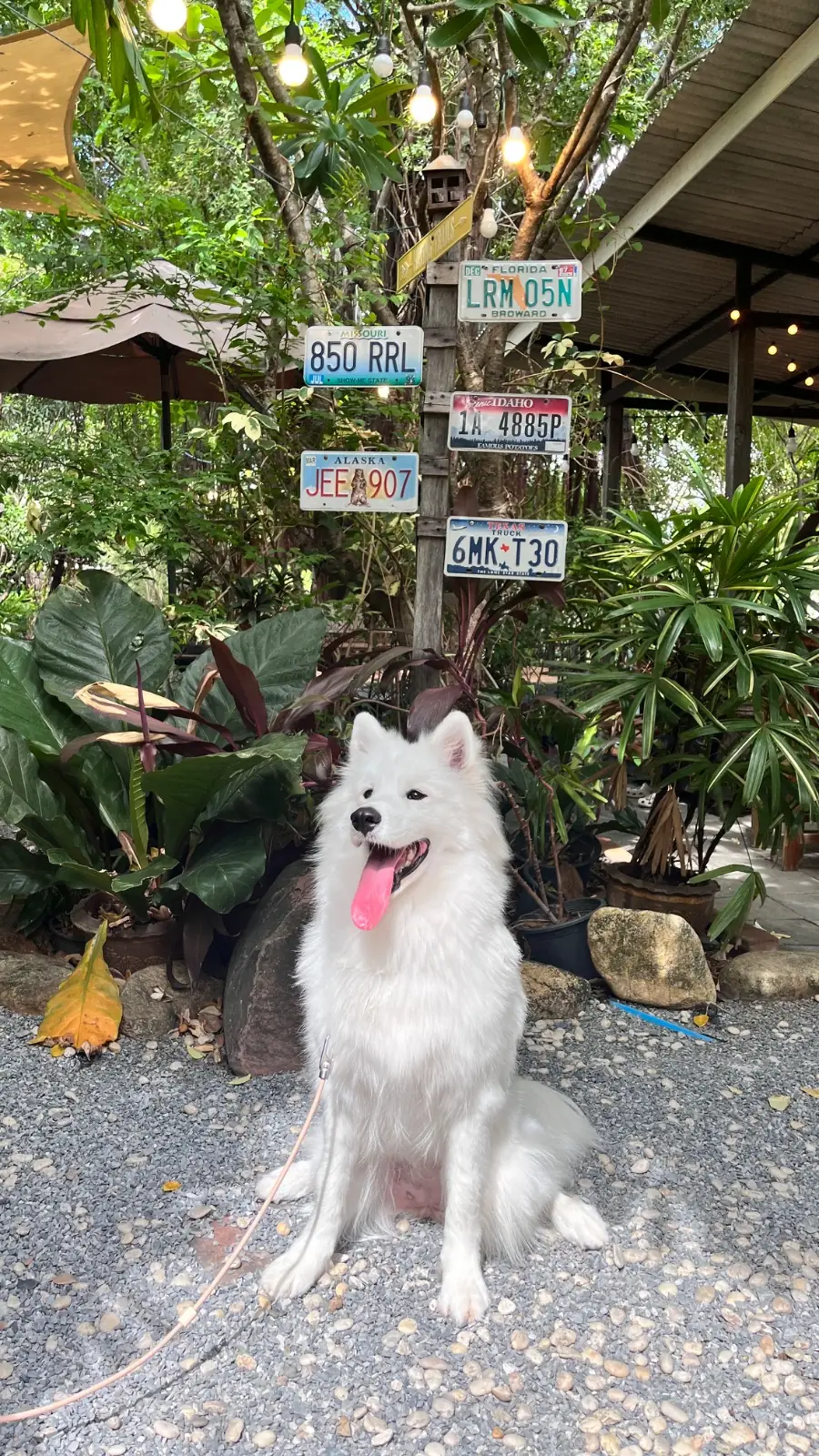 Resfeber Cafe pets image 5