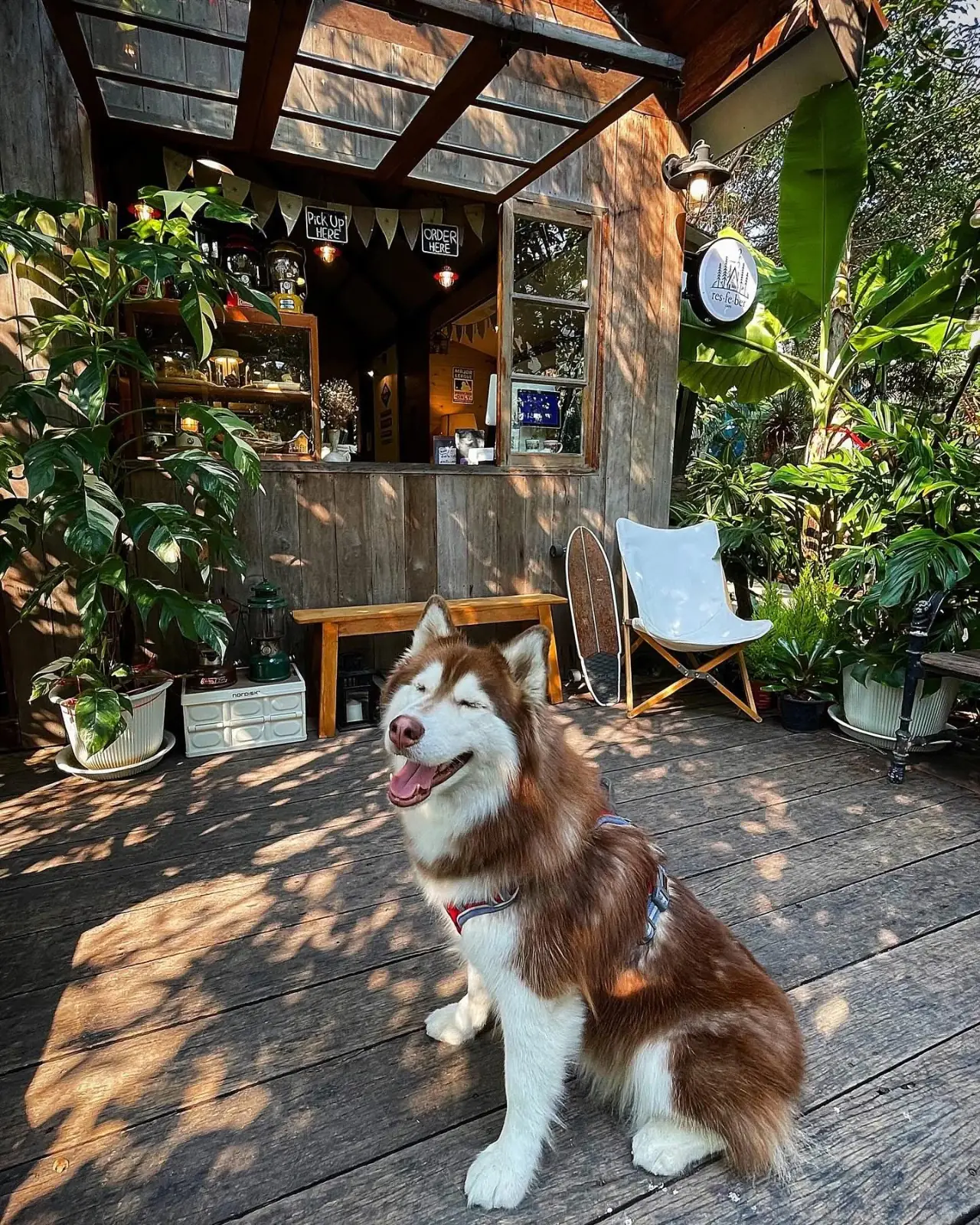 Resfeber Cafe pets image 1