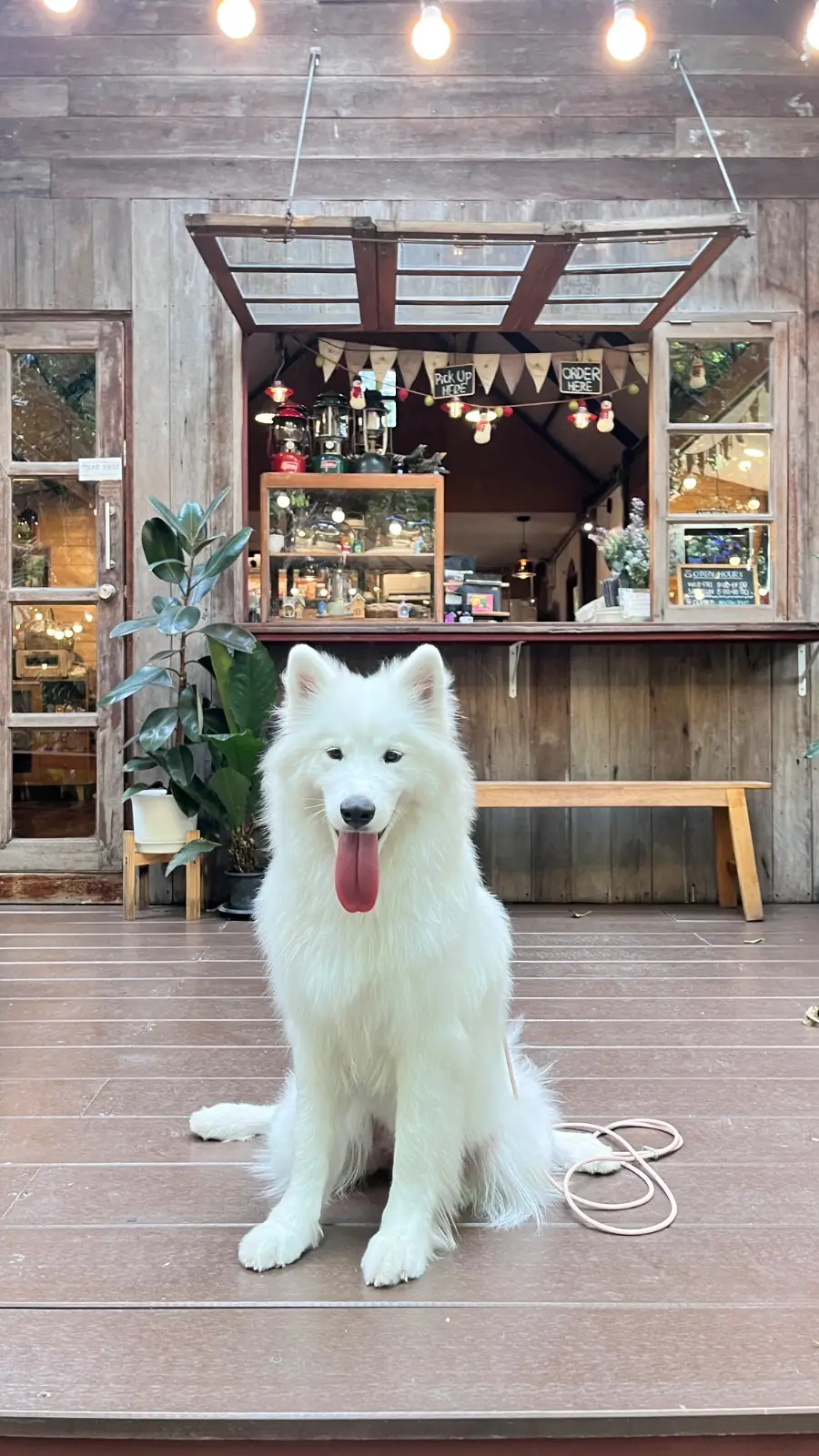 Resfeber Cafe pets image 3