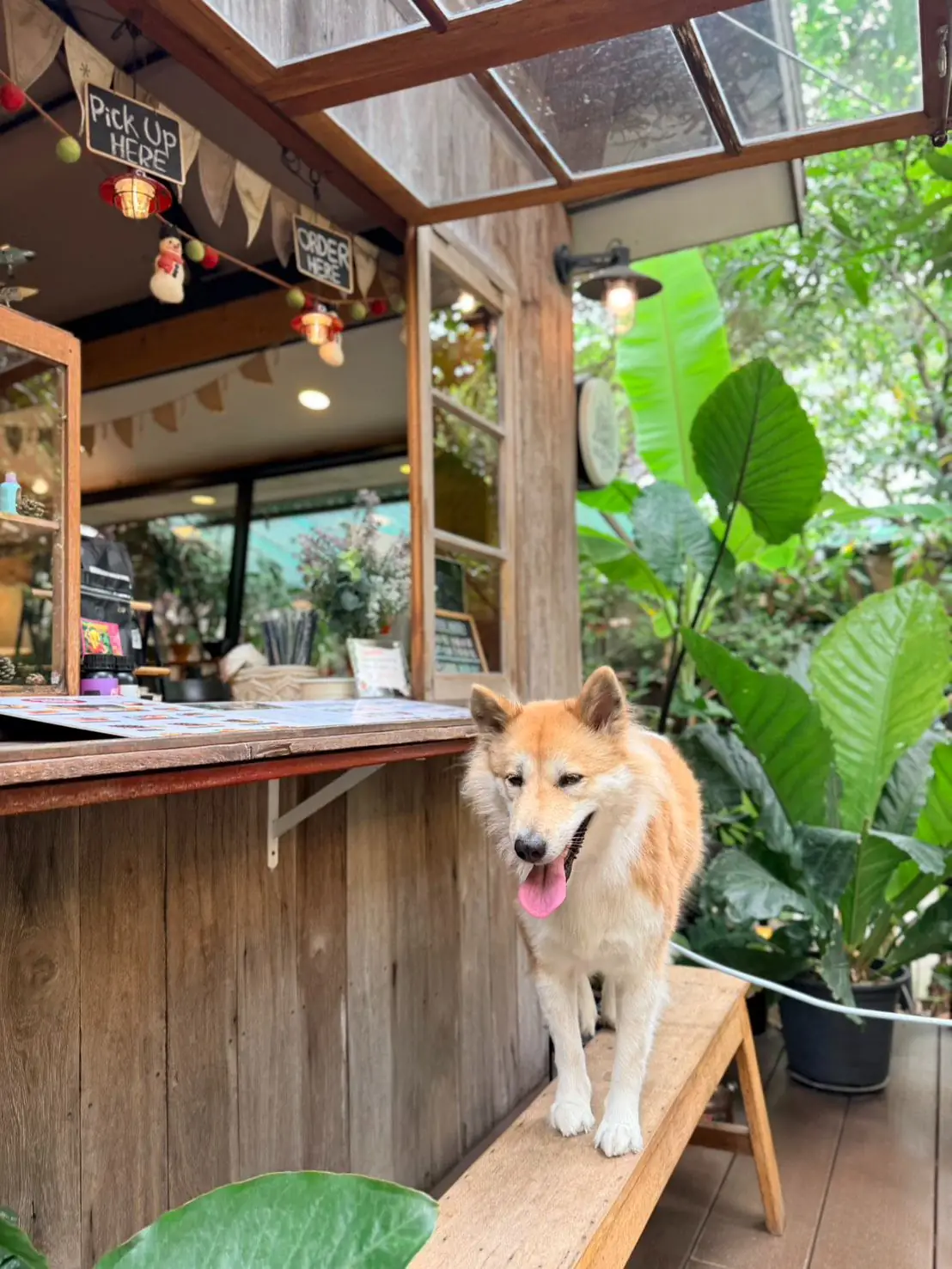 Resfeber Cafe pets image 8