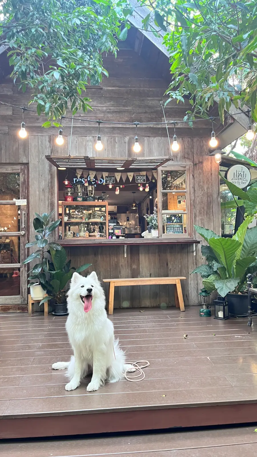 Resfeber Cafe pets image 7