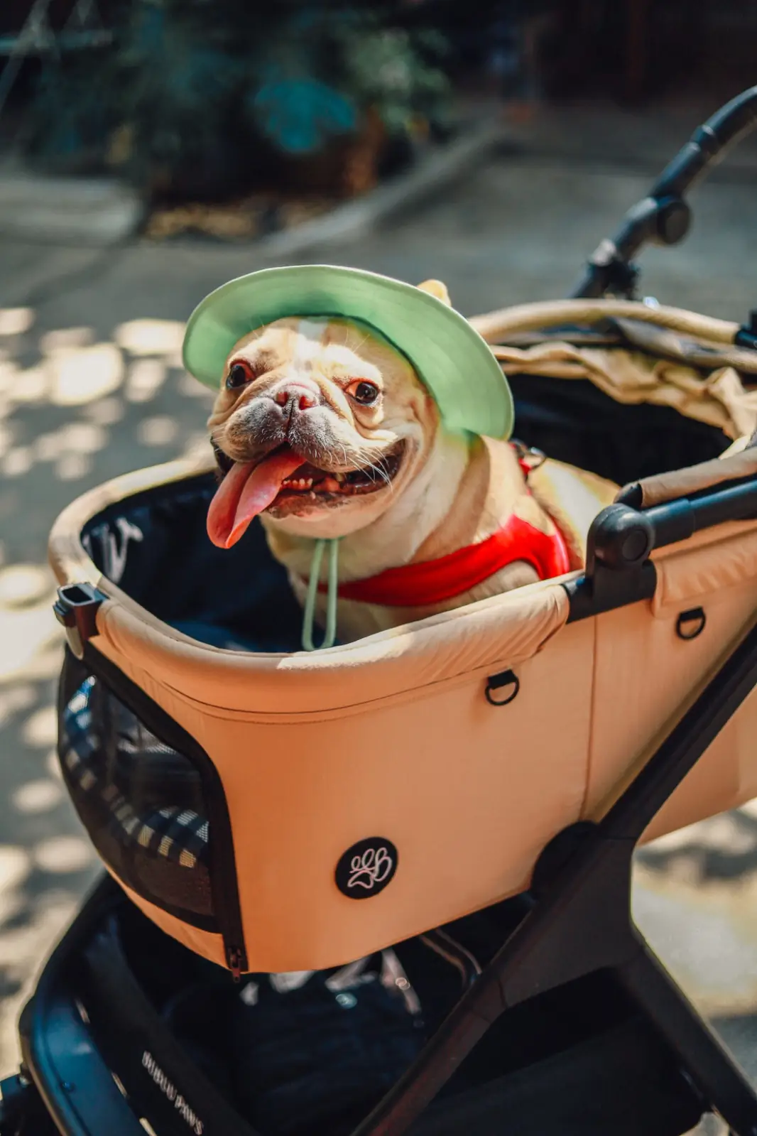 Resfeber Cafe pets image 1