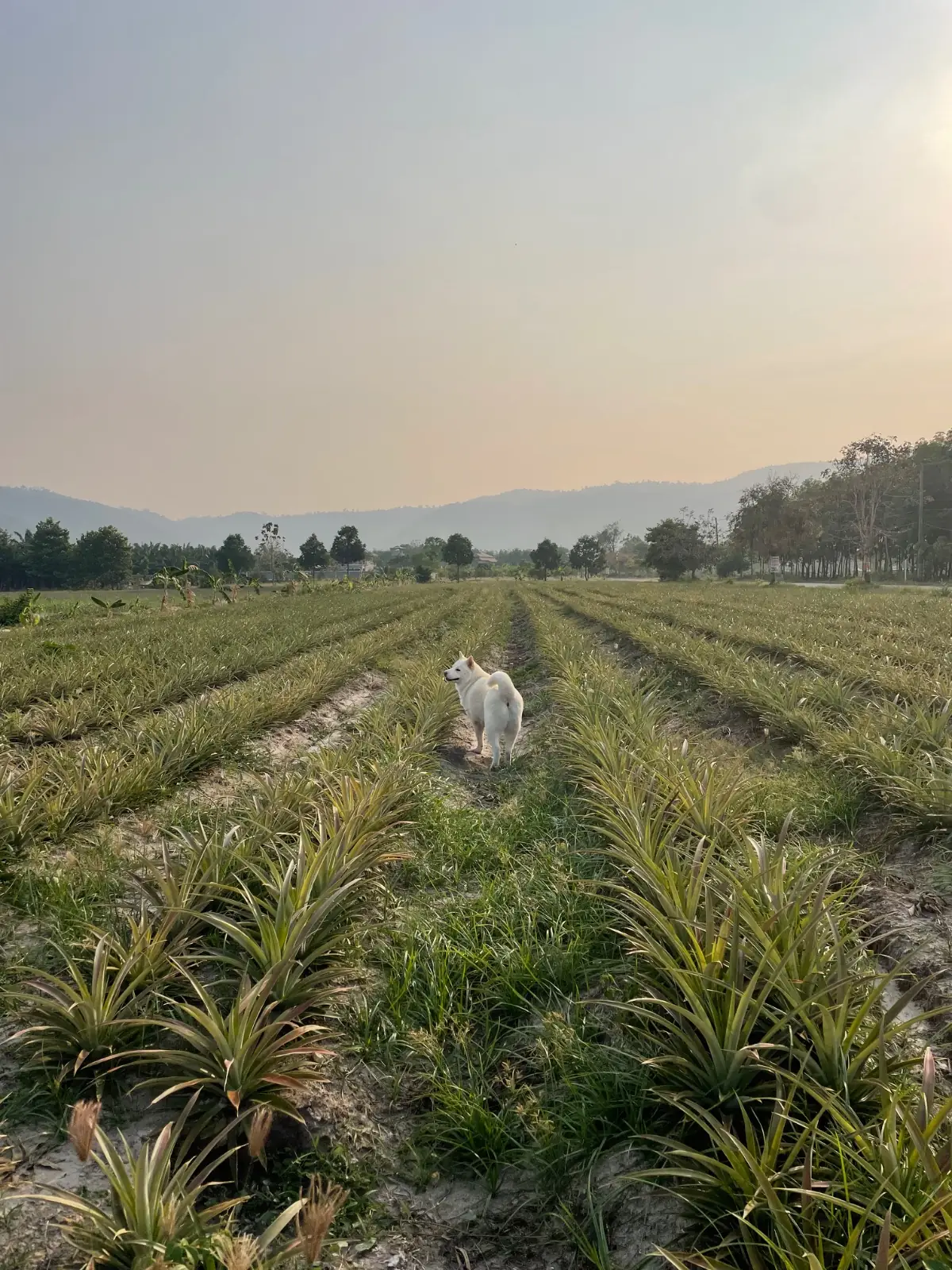 Sab Indy - Ban Bueng pets image 1