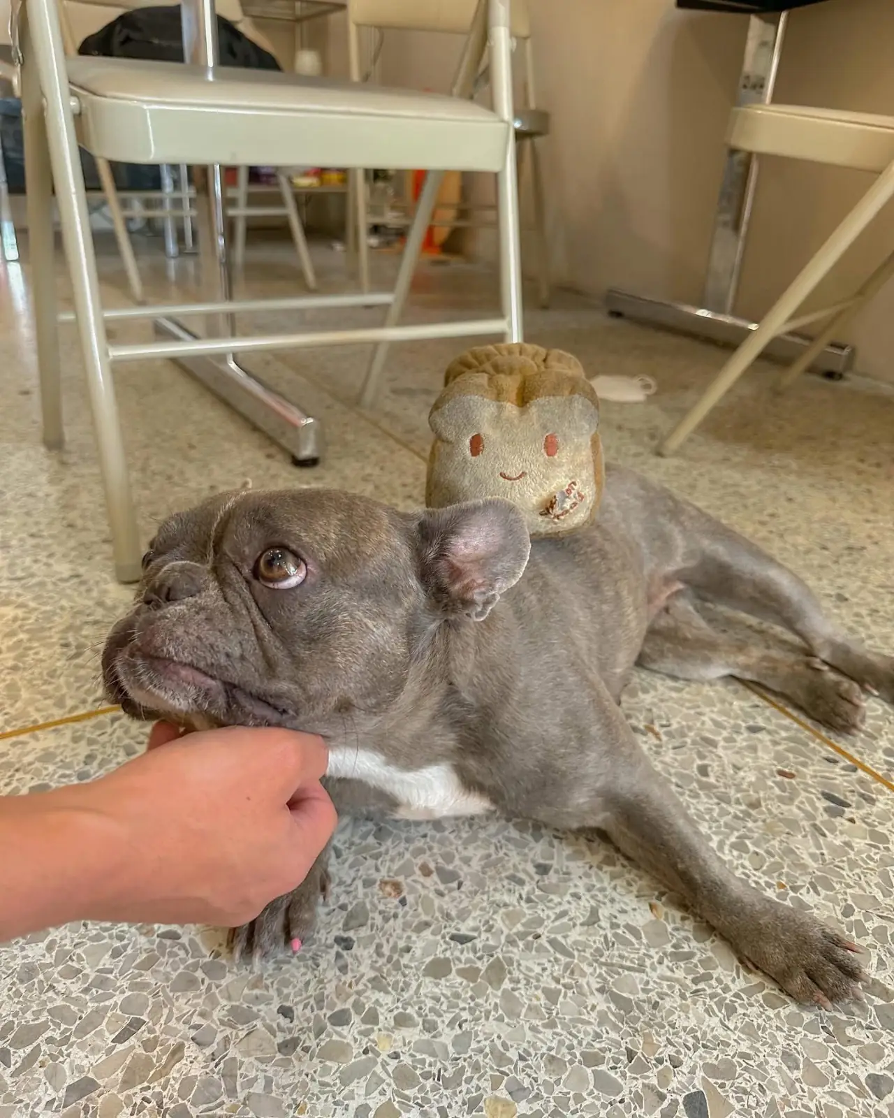 Raku Tea & Coffee Bar pets image 2