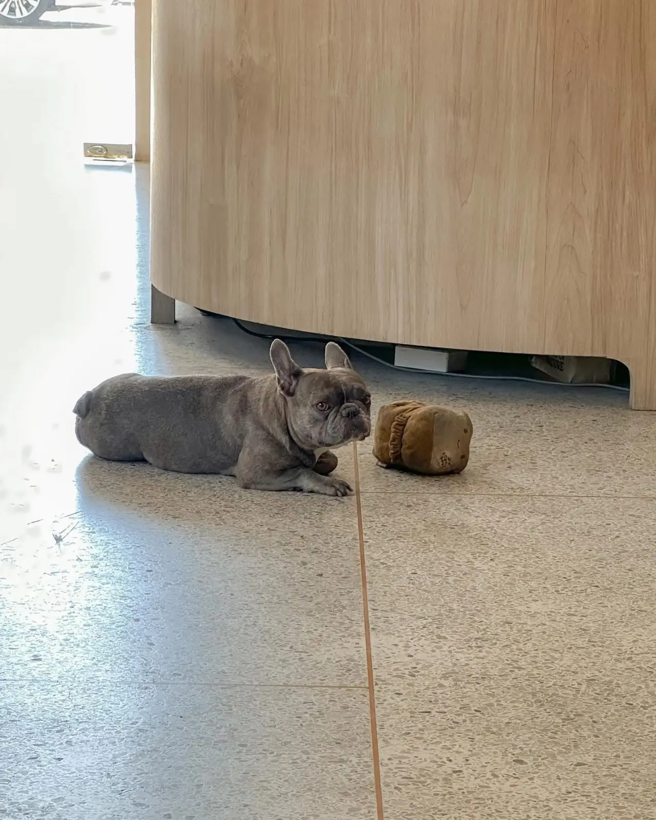 Raku Tea & Coffee Bar pets image 1