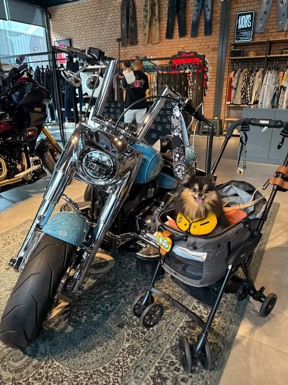 Vegas's Cafe & Gallery pets image 4