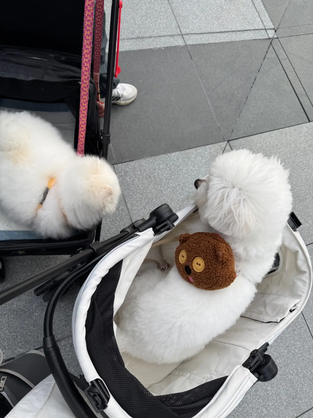 Butter Bear Cafe - EmSphere pets image 1