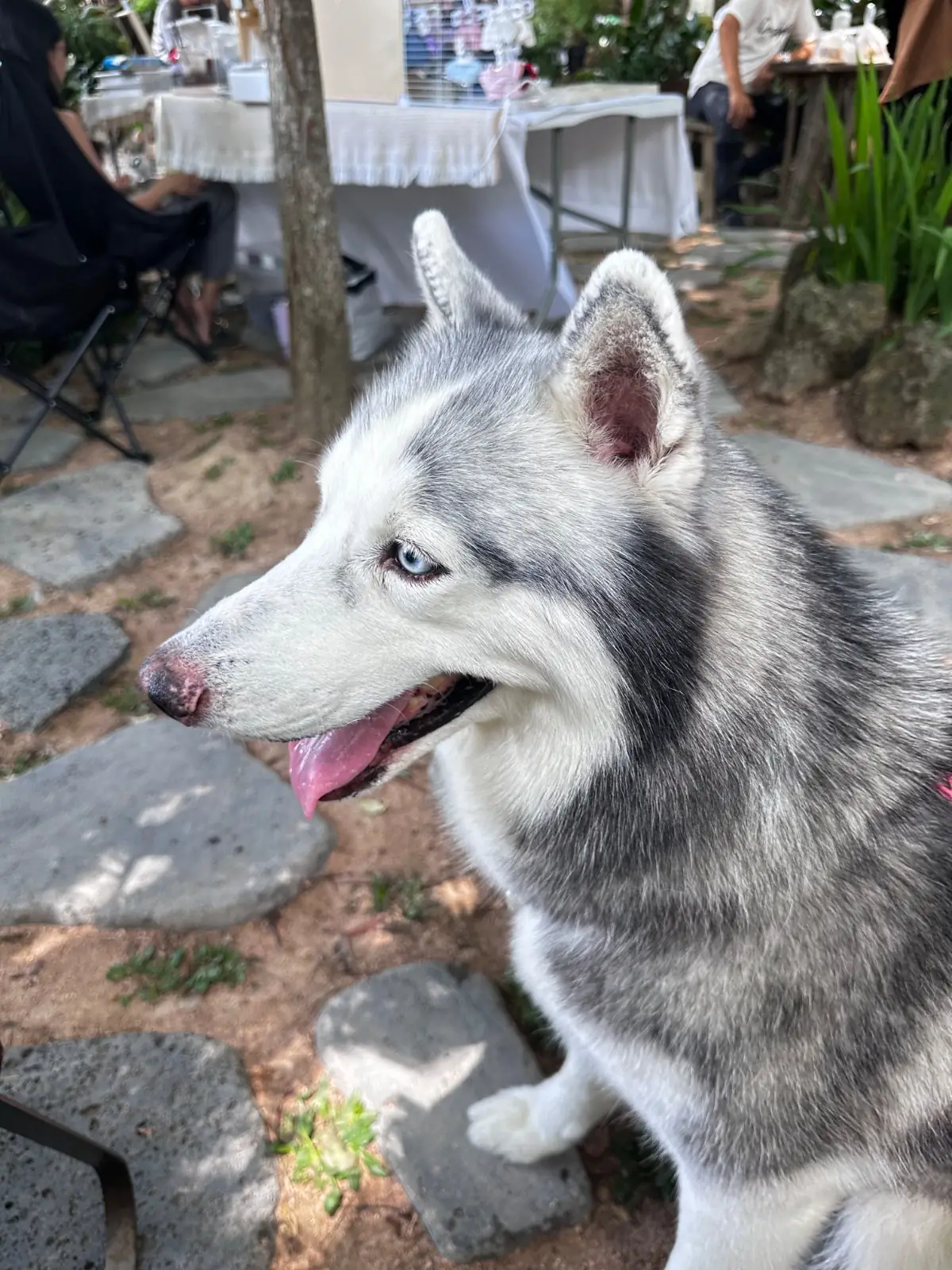 วันเวลา pets image 1