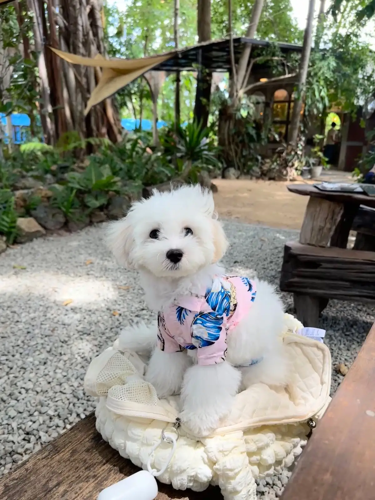 วันเวลา pets image 8