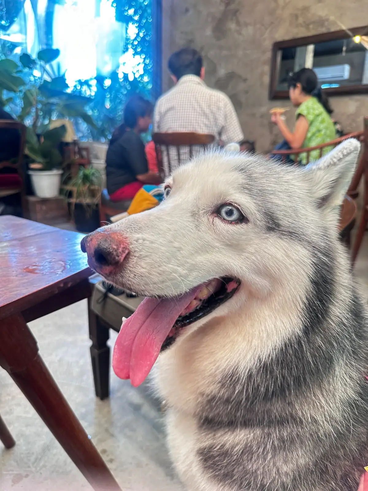 วันเวลา pets image 2