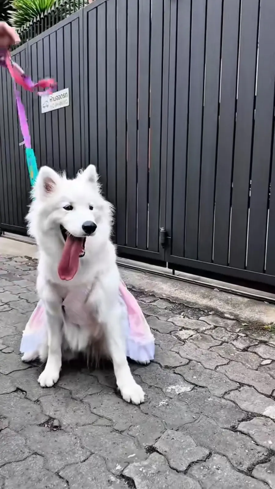 Qottontale Cafe pets image 1