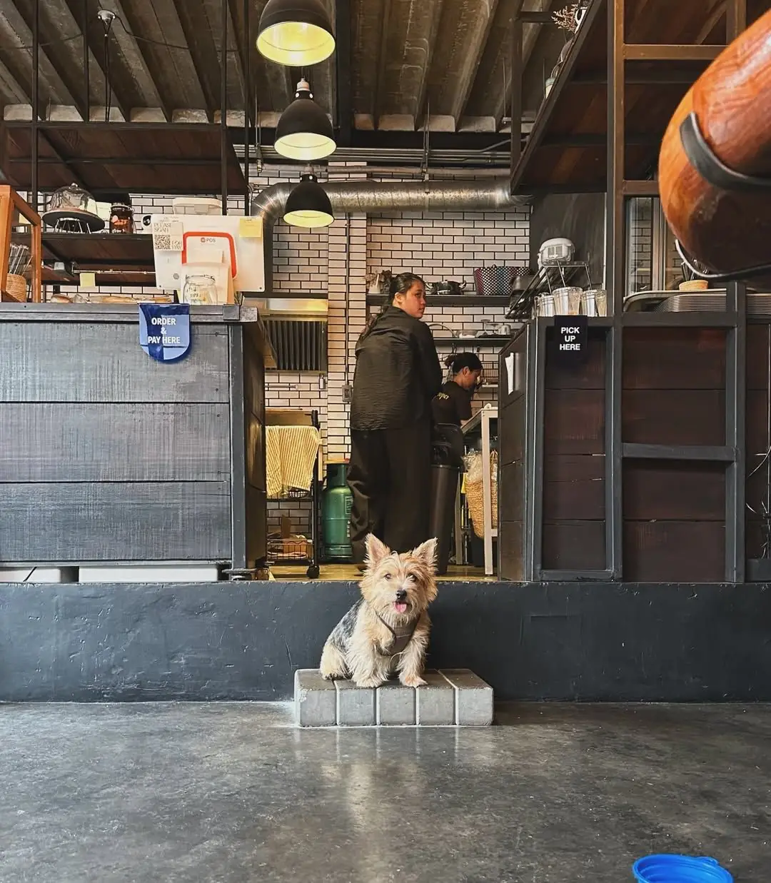 Nocafe. justcoffeeandbreakfast pets image 1