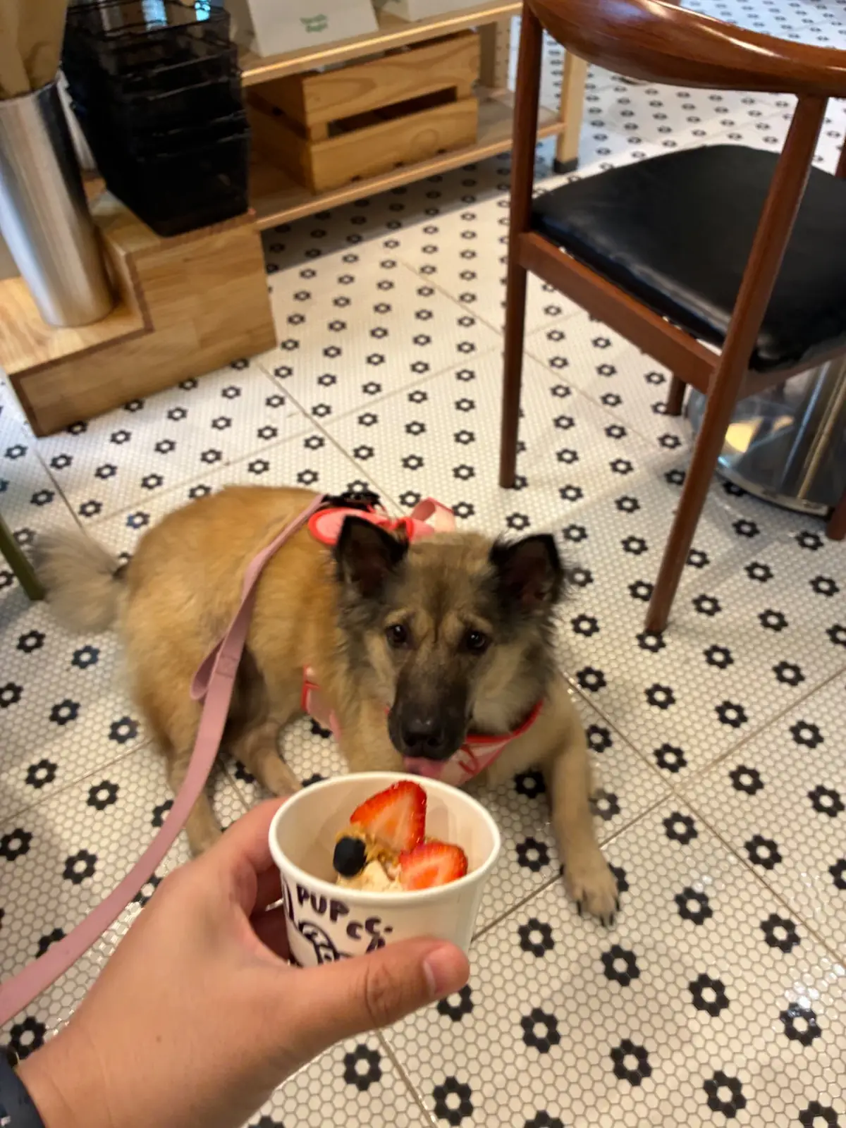 Nocafe.Bagel pets image 8