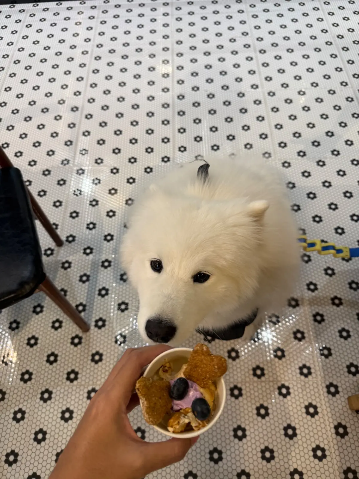 Nocafe.Bagel pets image 4