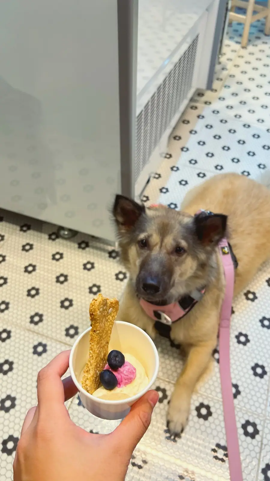 Nocafe.Bagel pets image 6
