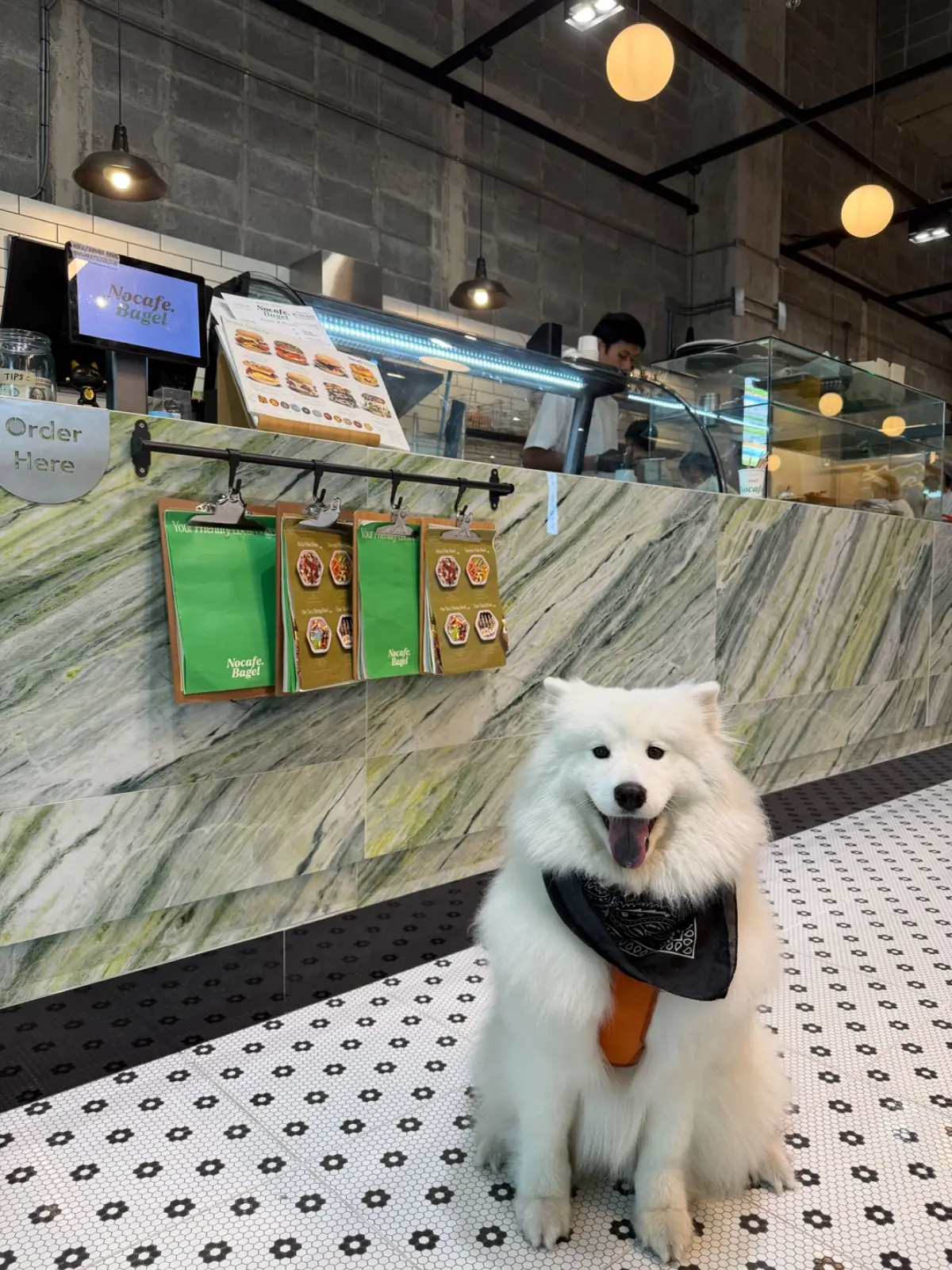 Nocafe.Bagel pets image 3