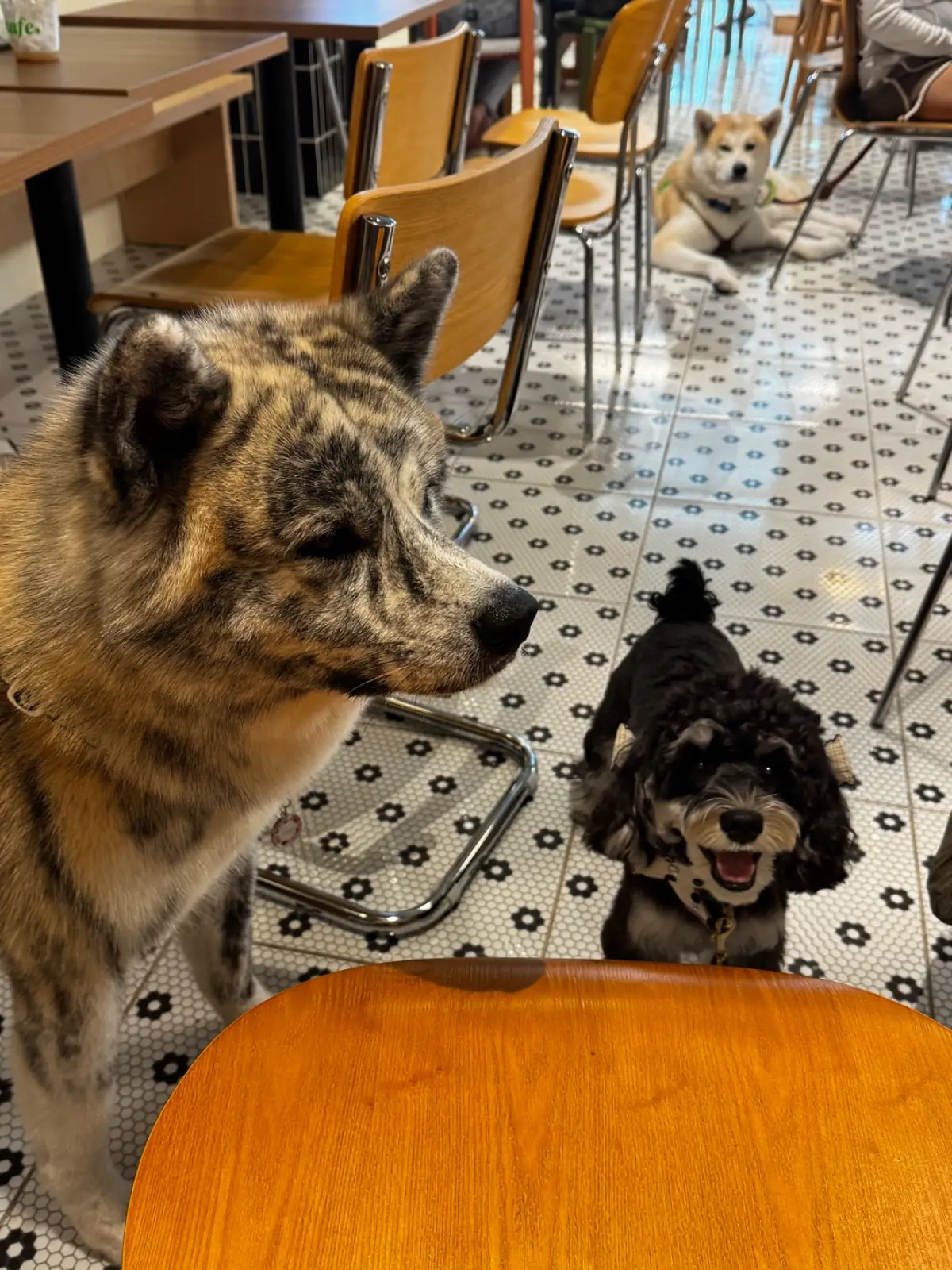 Nocafe.Bagel pets image 7