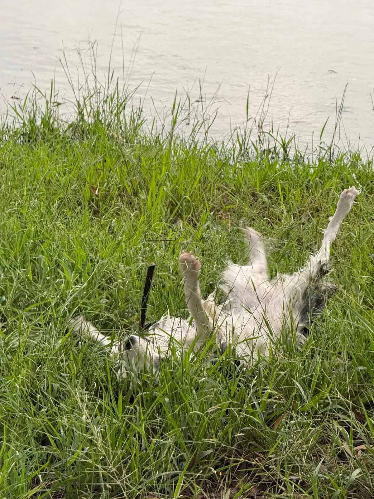 ศูนย์กีฬาบึงหนองบอน pets image 5