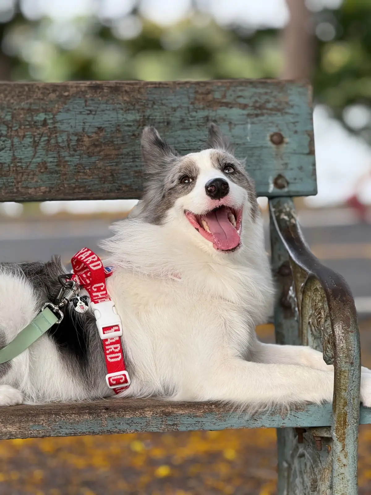 ศูนย์กีฬาบึงหนองบอน pets image 1