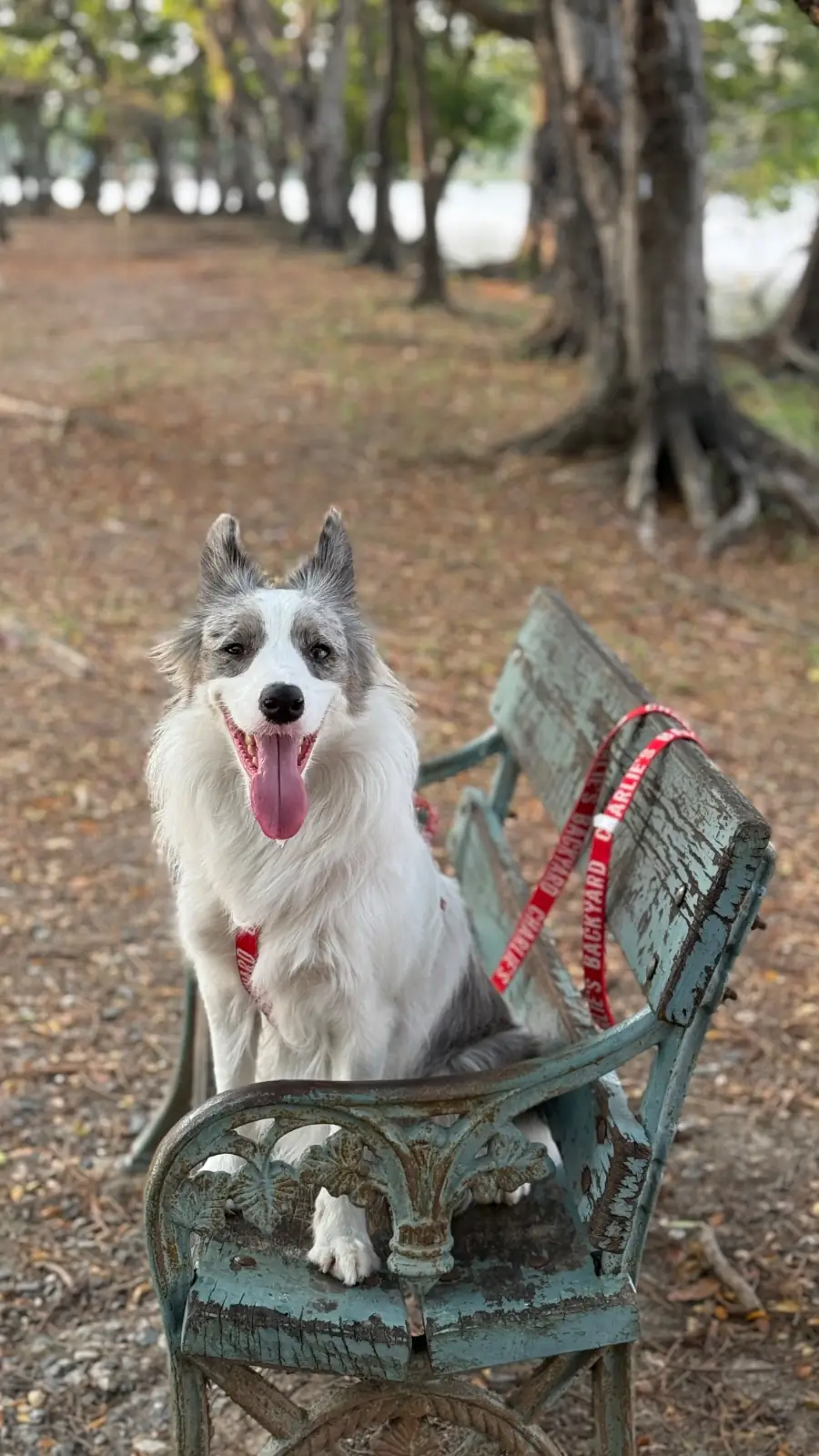 ศูนย์กีฬาบึงหนองบอน pets image 3