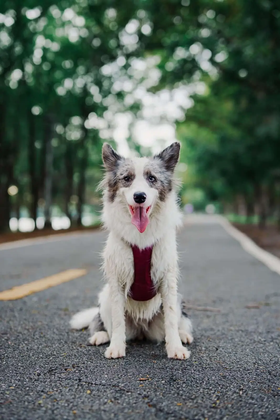 ศูนย์กีฬาบึงหนองบอน pets image 2