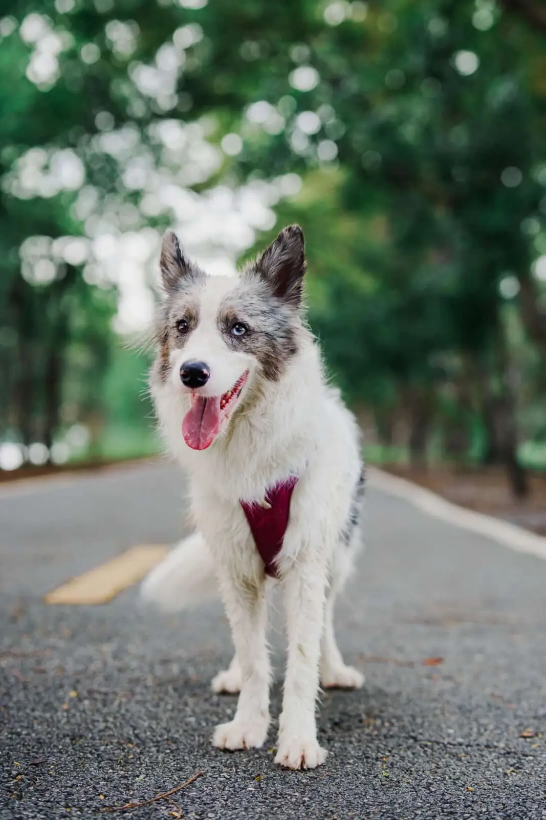 ศูนย์กีฬาบึงหนองบอน pets image 4